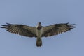 Osprey Pandion haliaetus In Flight